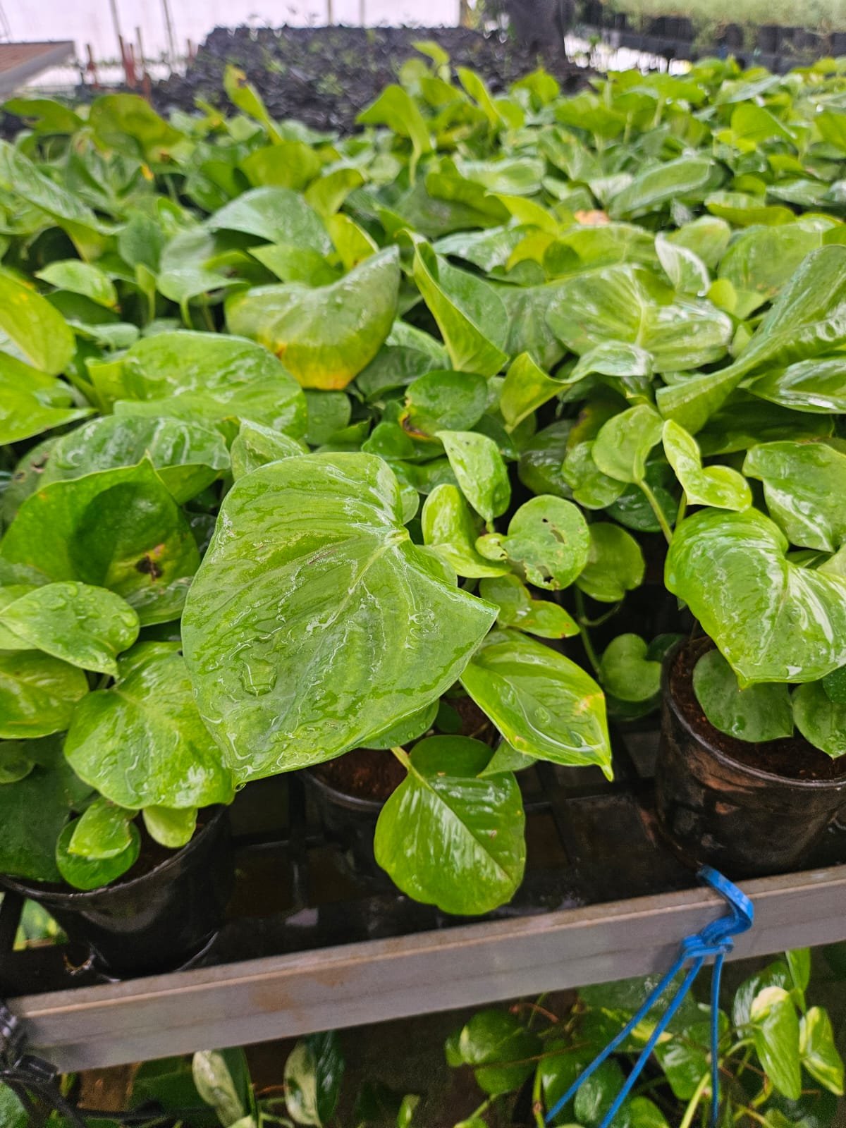 Money Plant