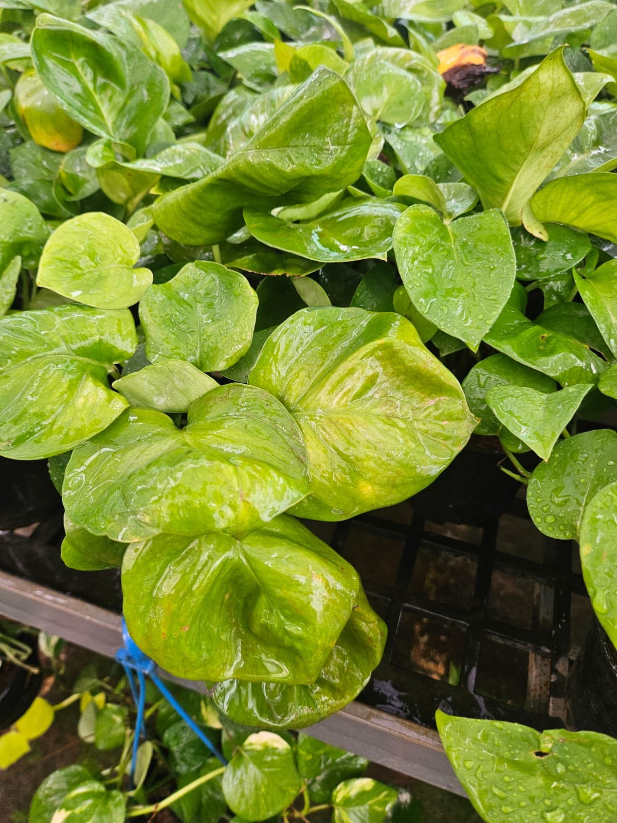 Money Plant