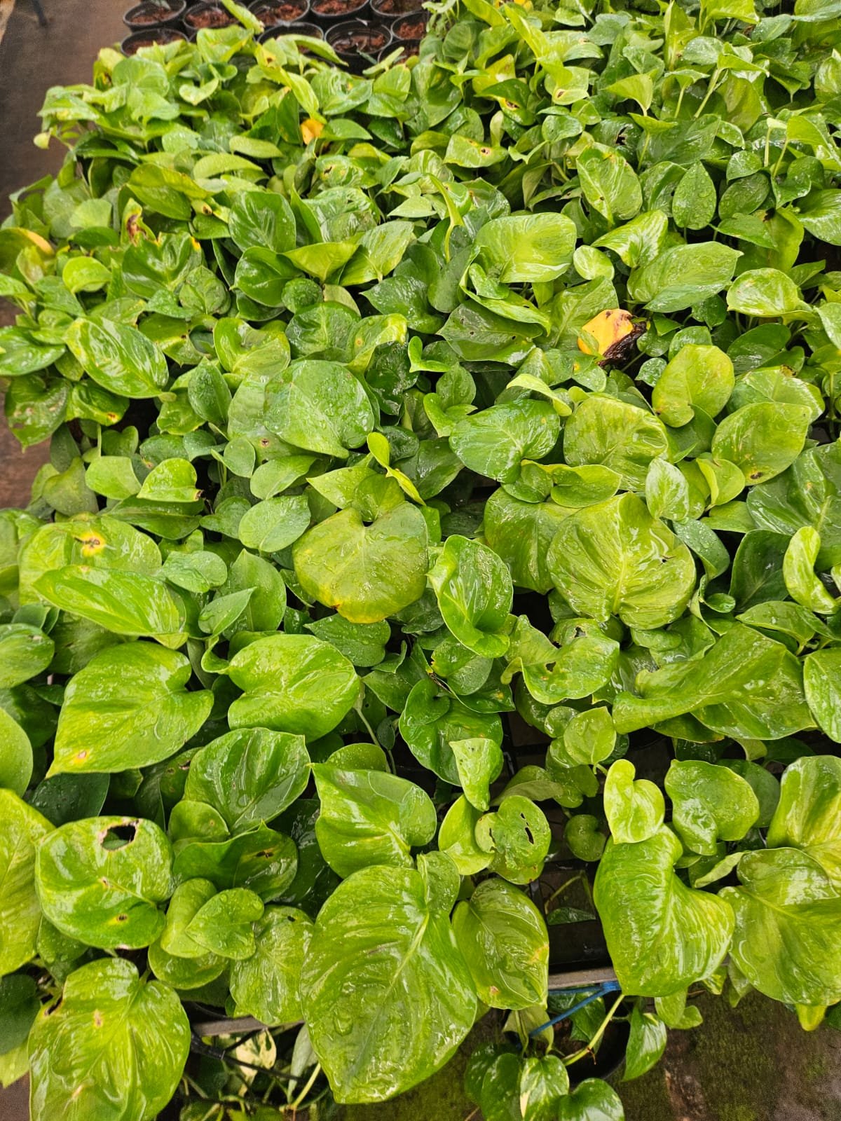 Money Plant
