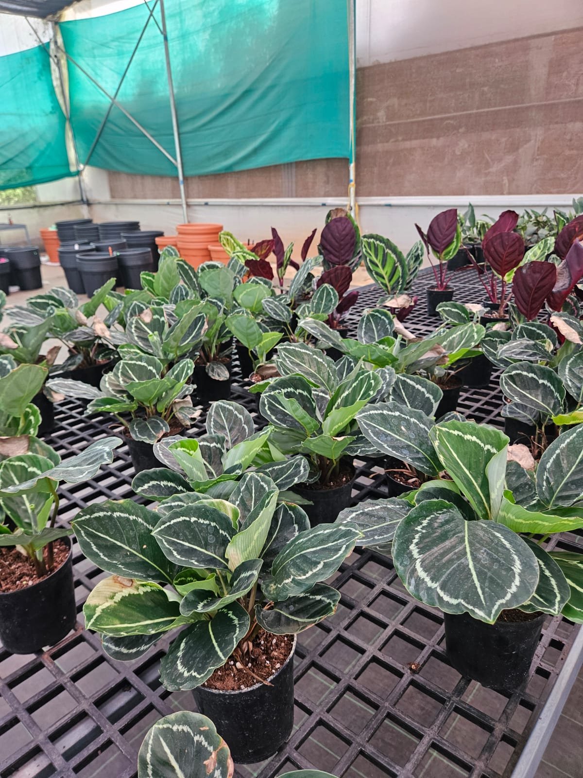 Calathea (Prayer Plant)