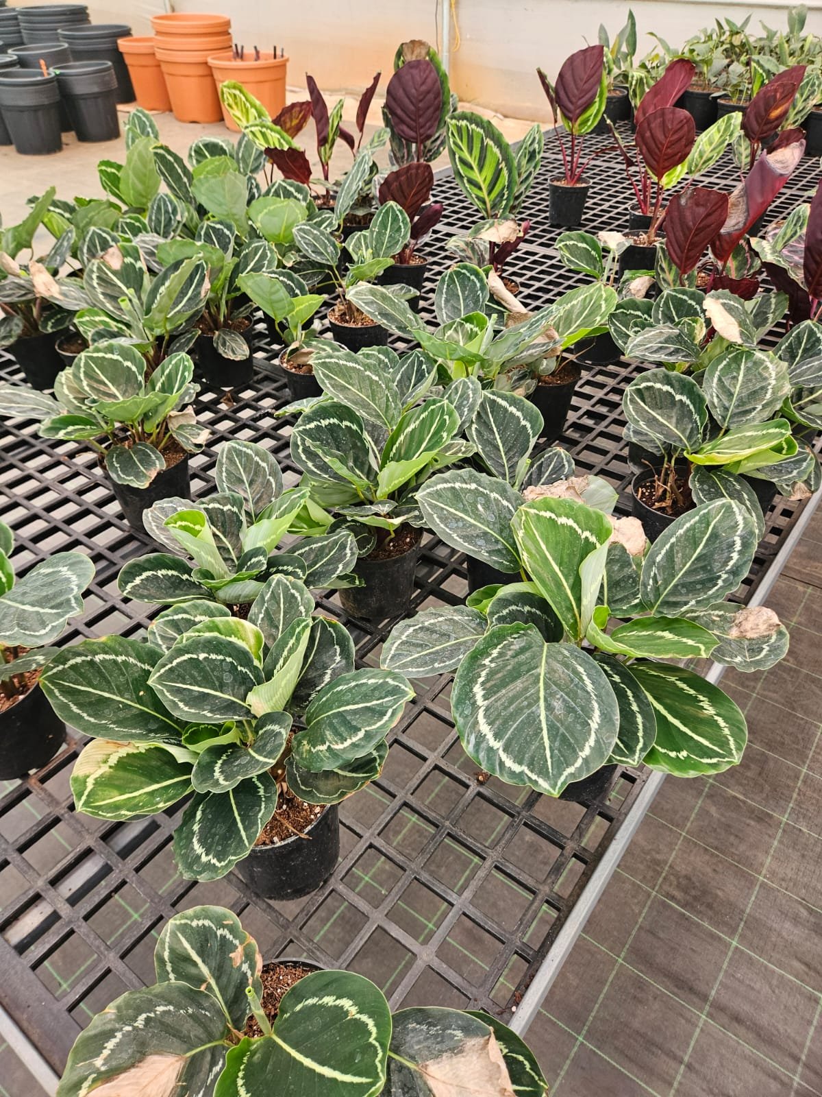 Calathea (Prayer Plant)