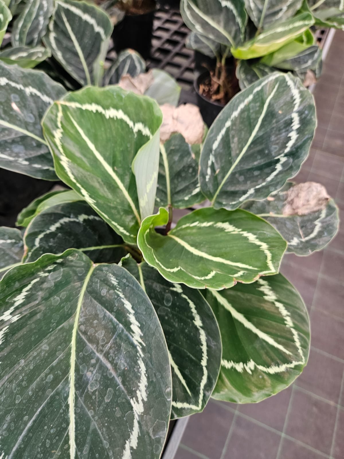 Calathea (Prayer Plant)