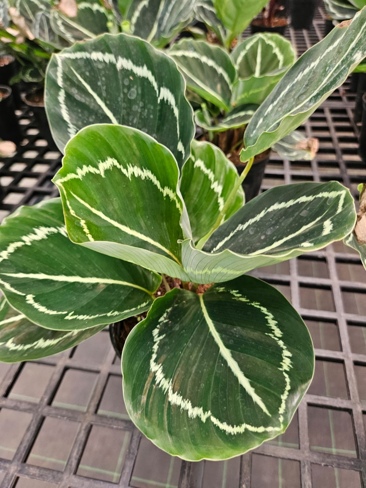 Calathea (Prayer Plant)