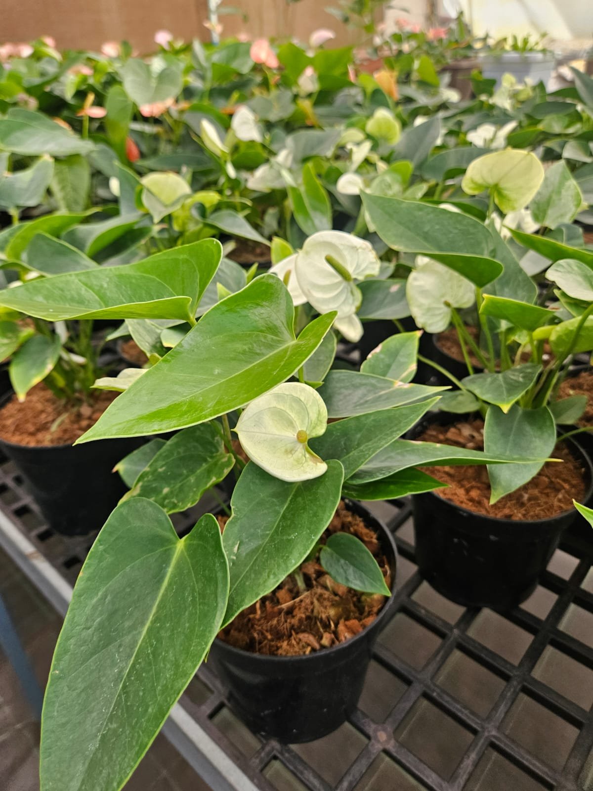 White Anthurium White Anthurium