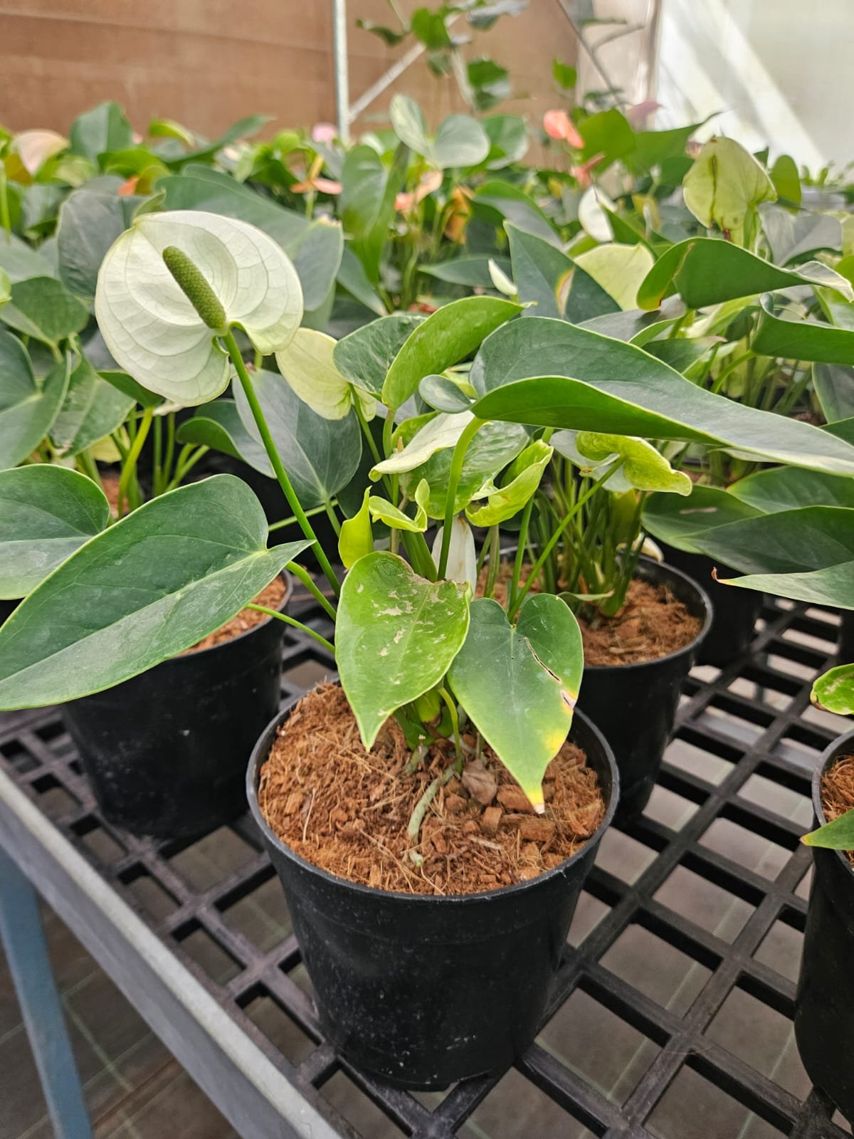 White Anthurium White Anthurium