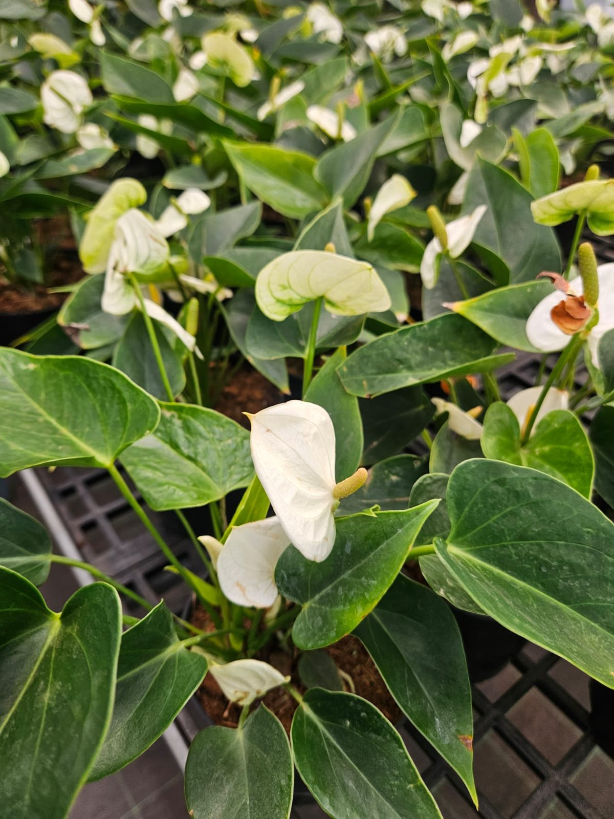 White Anthurium White Anthurium