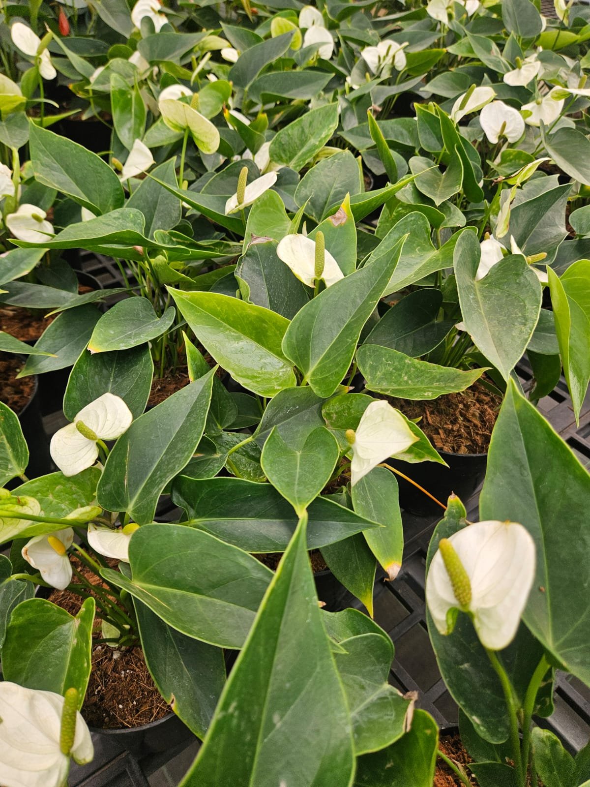 White Anthurium White Anthurium