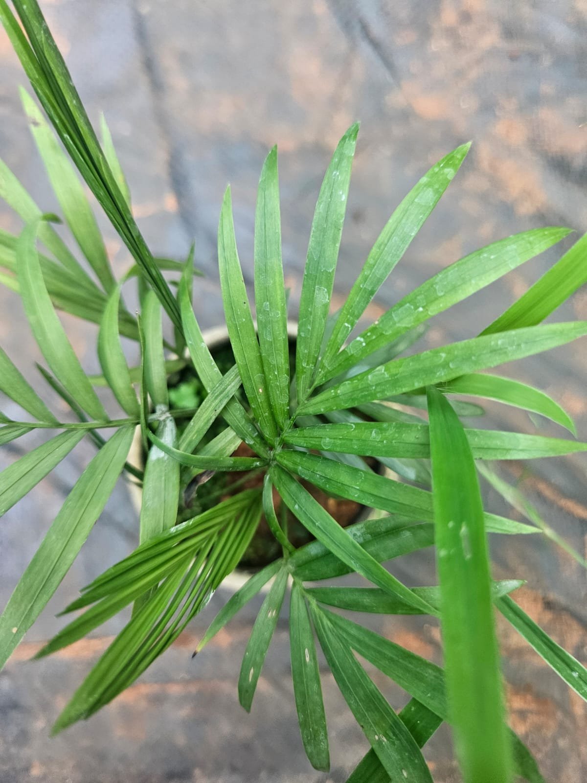 Home Areca Palm