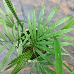 Home areca palm