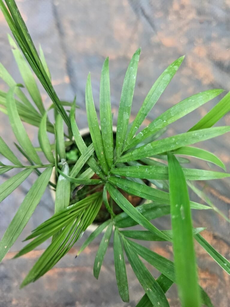 Areca Palm areca palm