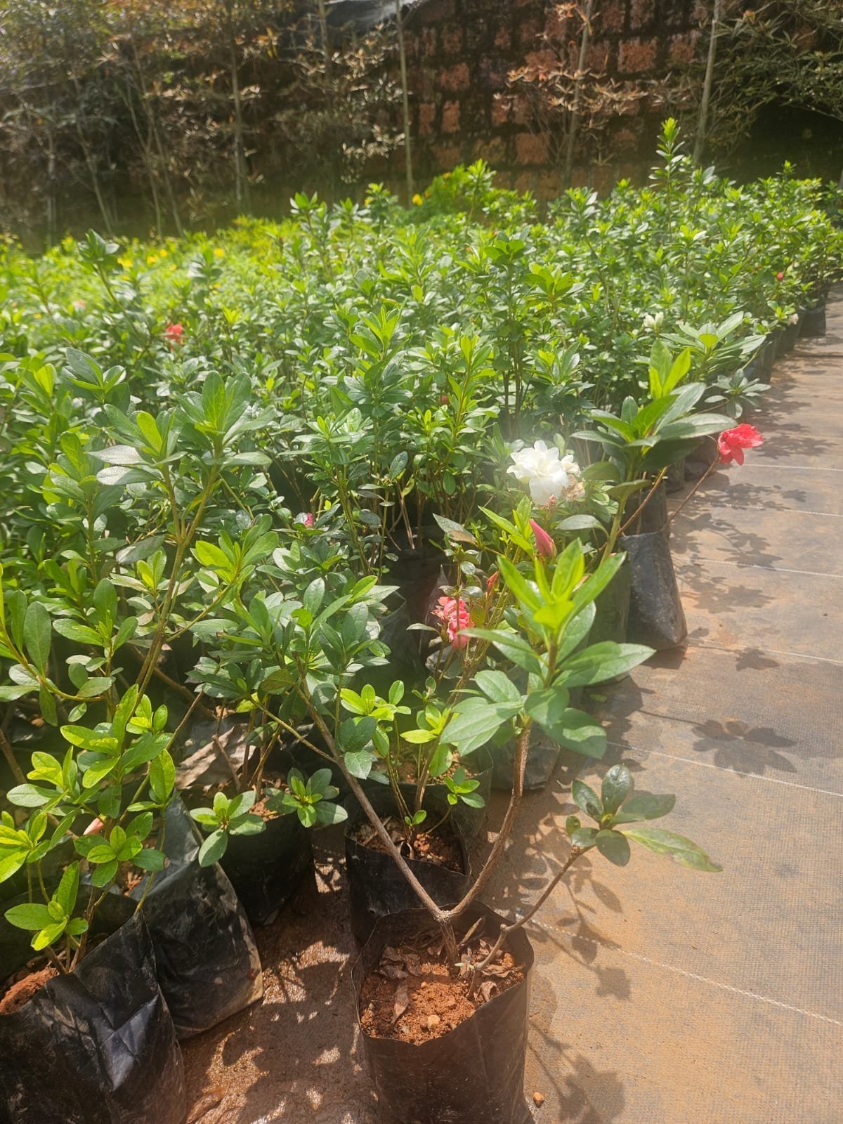 Azalea