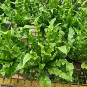 bird nest fern