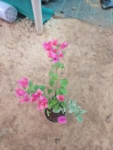 Bougainvillea