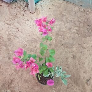 Home Bougainvillea