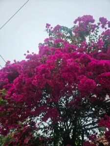 Bougainvillea Pink