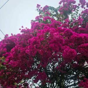 Bougainvillea Pink