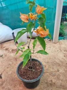 Bougainvillea (Yellow)