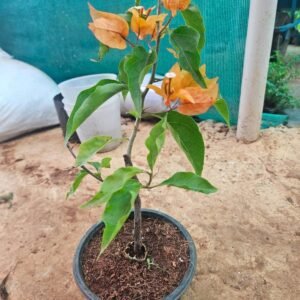 Home Bougainvillea (Yellow)