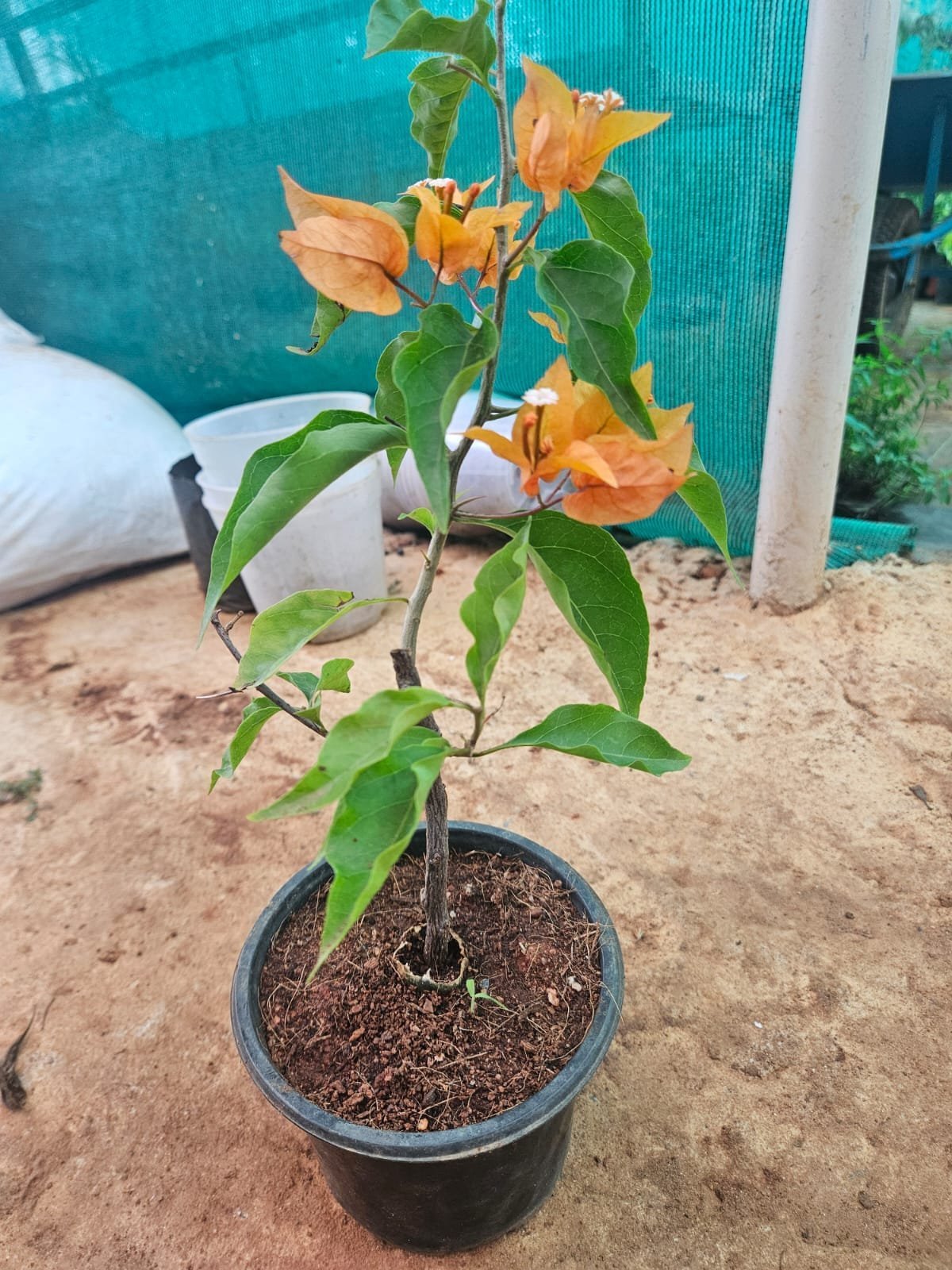 Home Bougainvillea (Yellow)