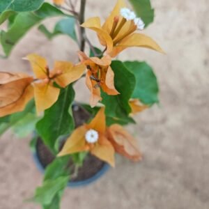 Home bougainvillea yellow 2