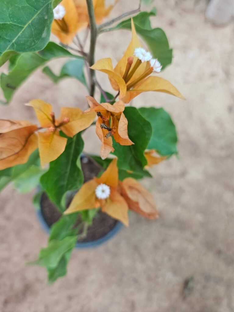 bougainvillea yellow 2