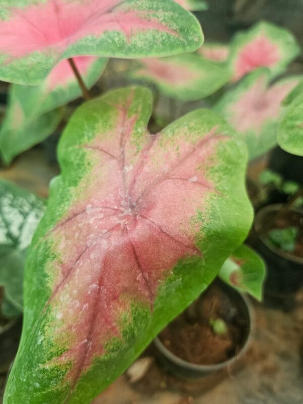 Caladium