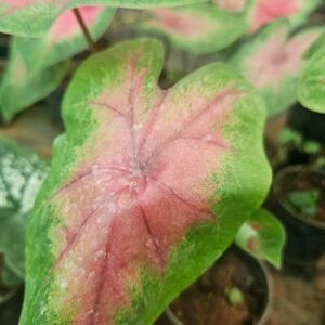 caladium
