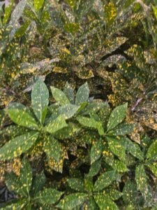 Croton