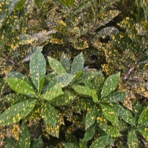 Croton