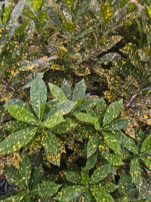 Croton