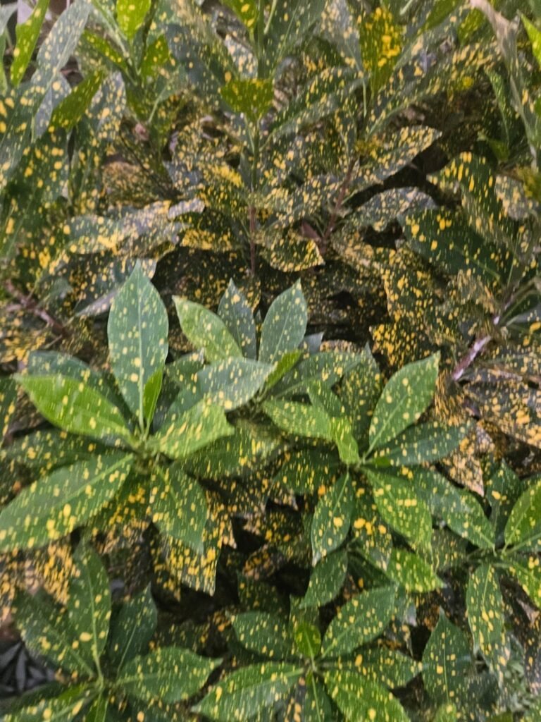 Croton croton