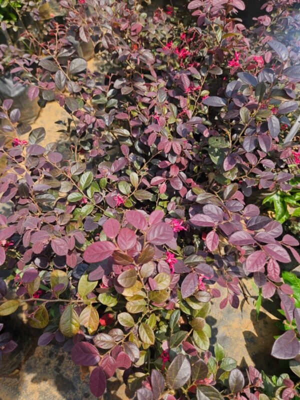 Loropetalum