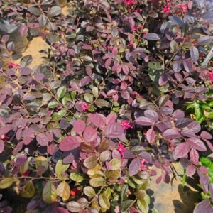 loropetalum