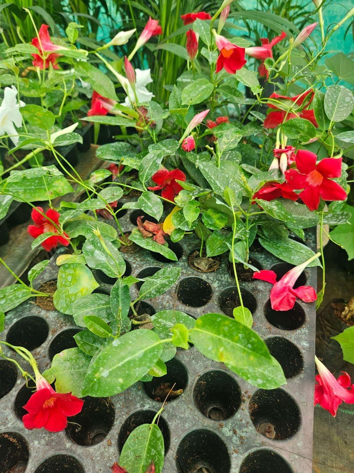 Home Mandevilla Red