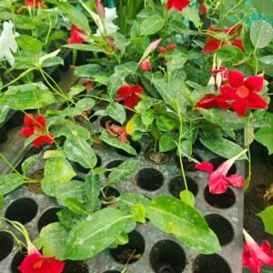 Home mandevilla red