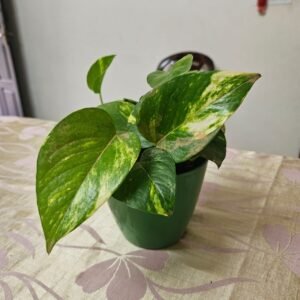 Money Plant Variegated