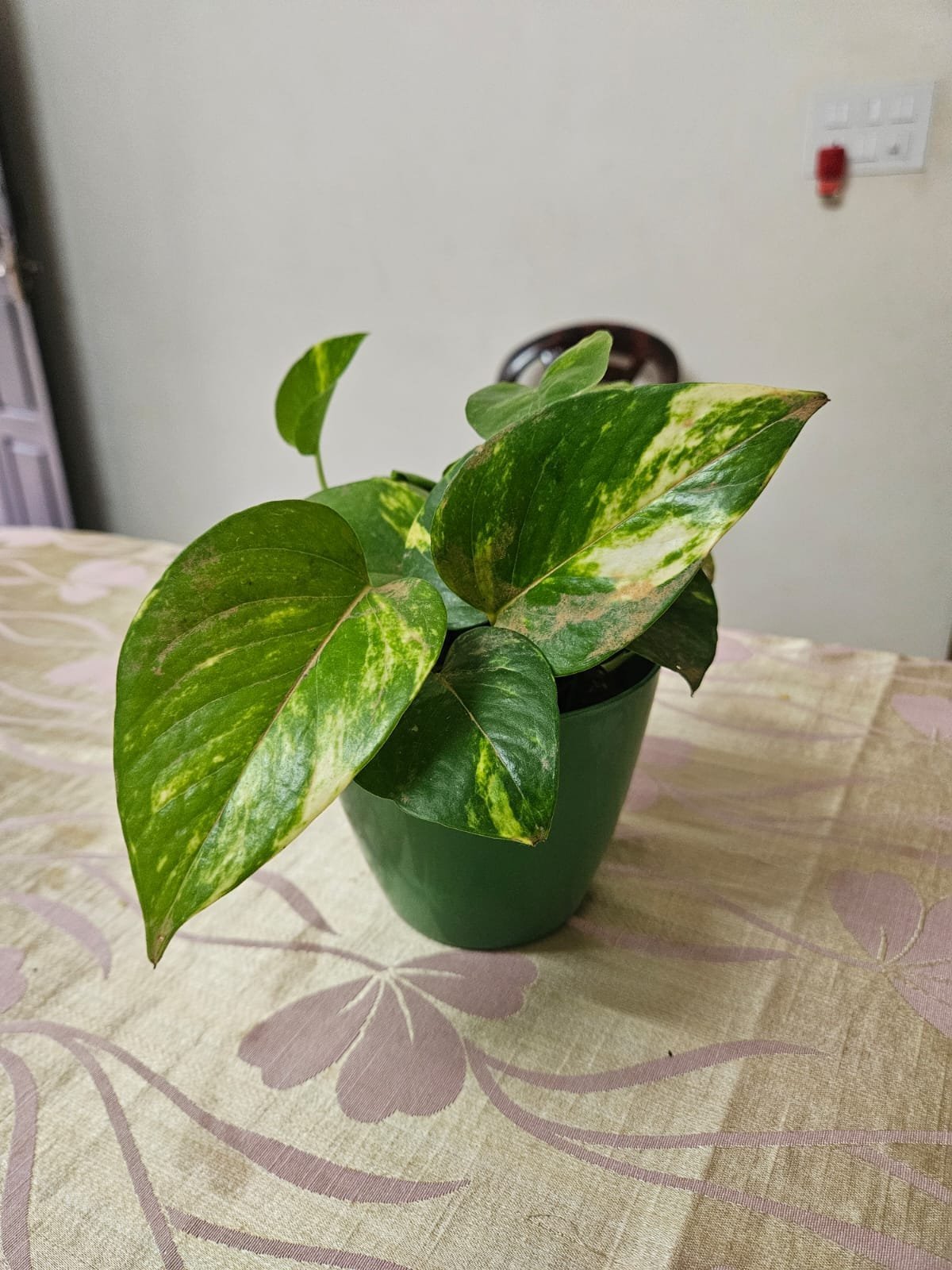 Money Plant Variegated