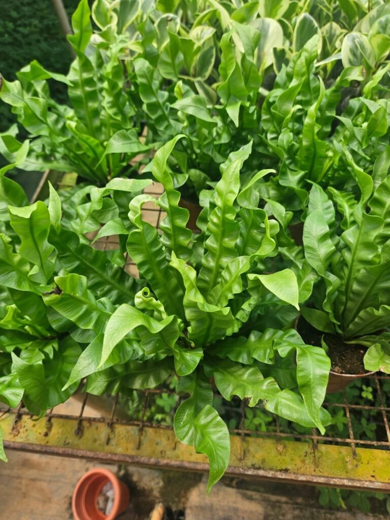 neem plant