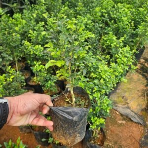 Orange Jessamine (Maramulla)