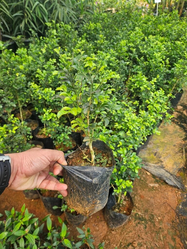 orange jessamine maramulla