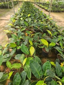 Philodendron Moonshine