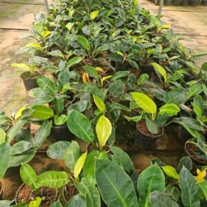 Philodendron Moonshine