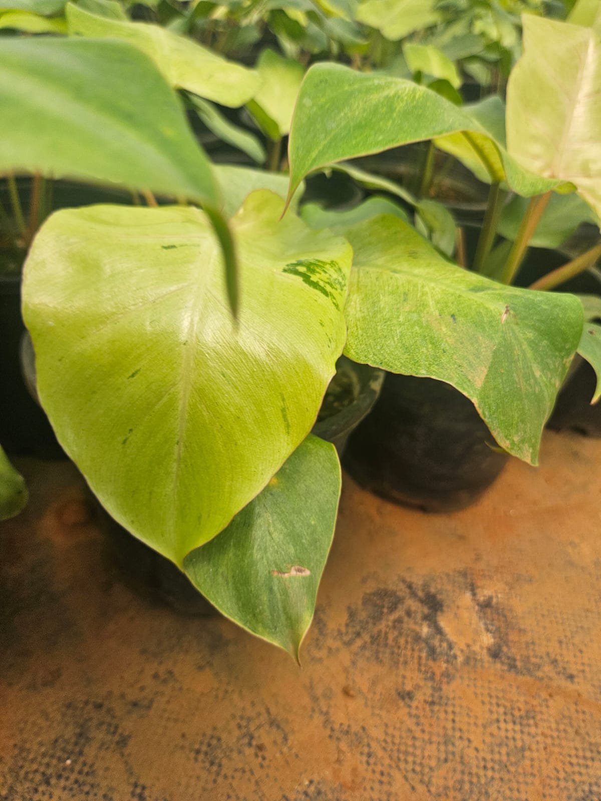 Philodendron Snowdrift