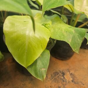 philodendron snowdrift