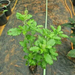 Rama Tulsi