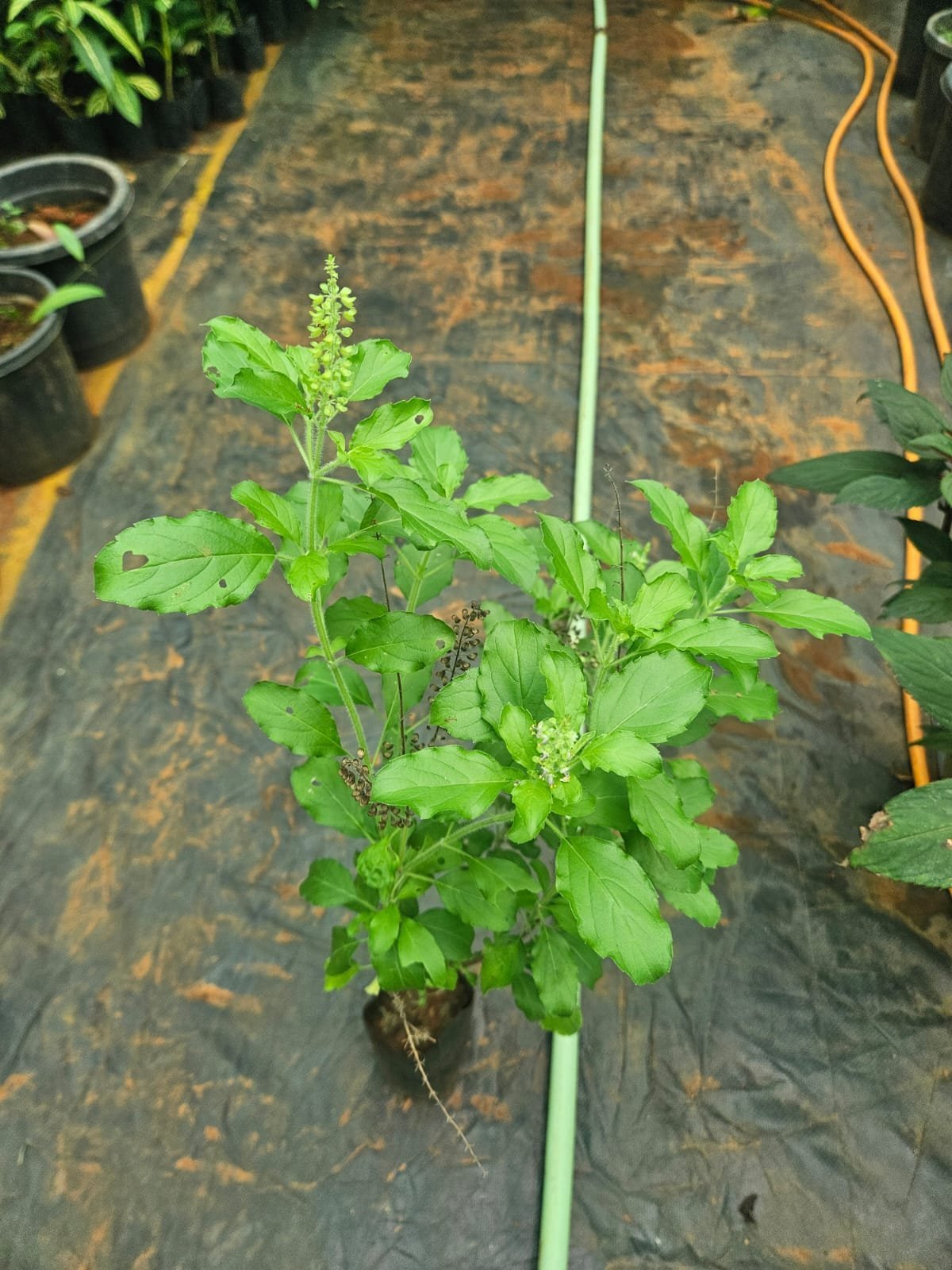 Rama Tulsi