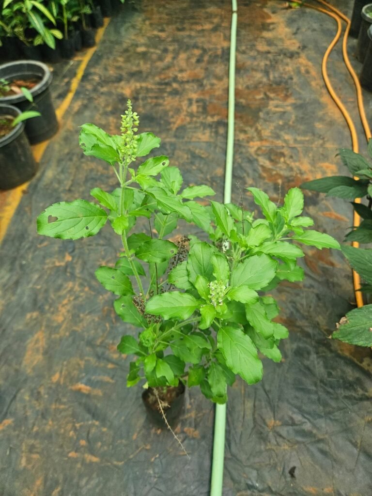 rama tulsi