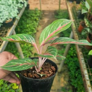 Red Centre Aglaonema