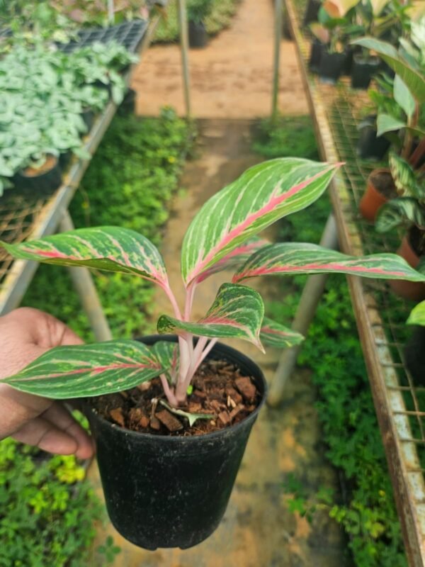 Red Centre Aglaonema