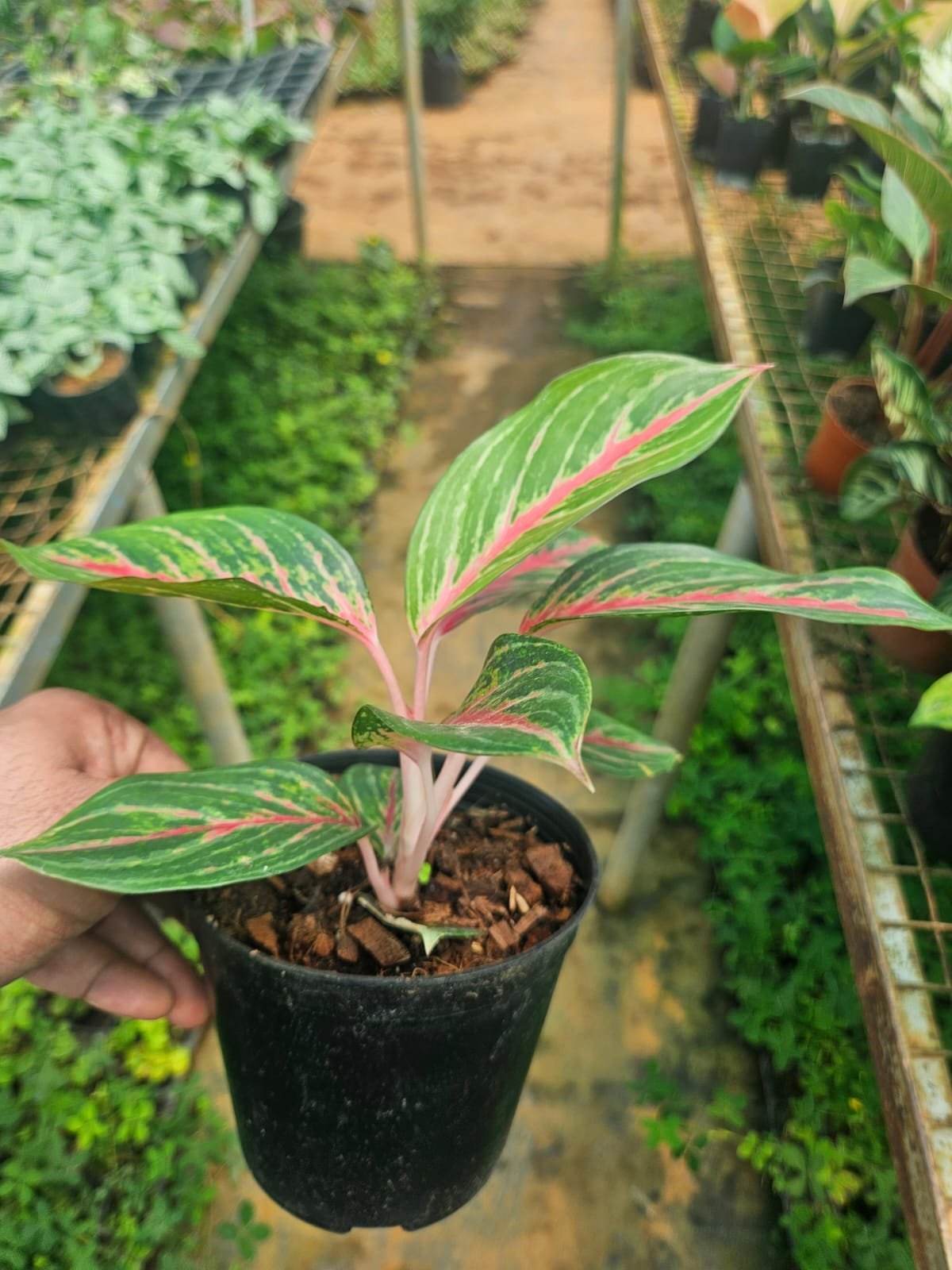 Red Centre Aglaonema